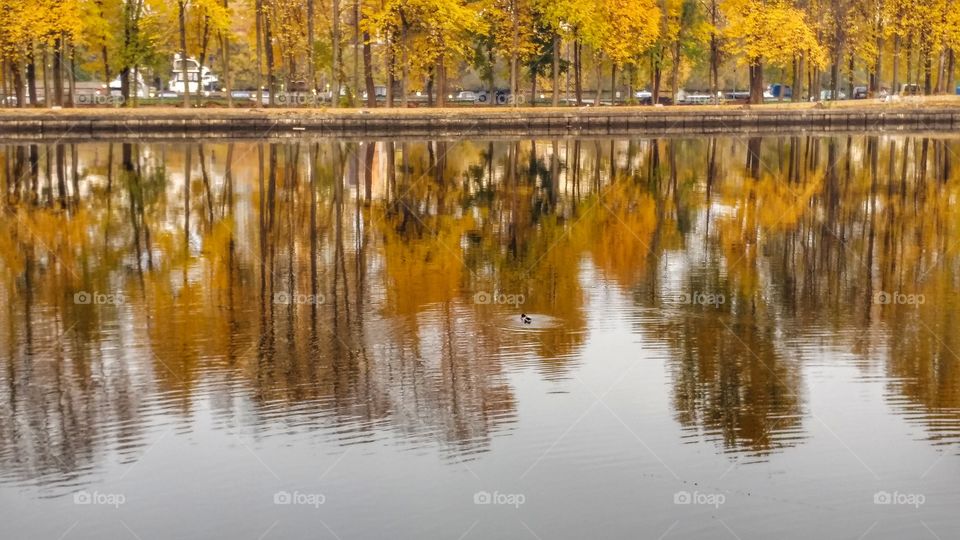 Fall reflection. 