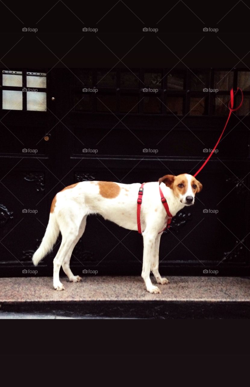 lonely dog on the street