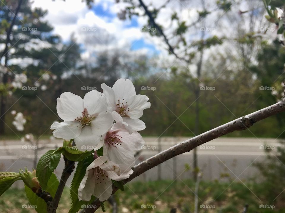 Cherry blossoms