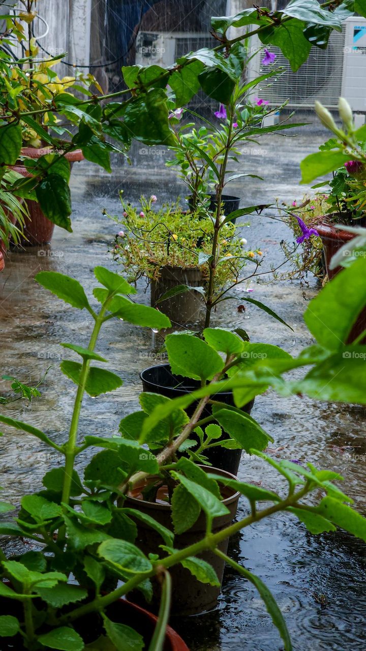 Rain drops falling on plants