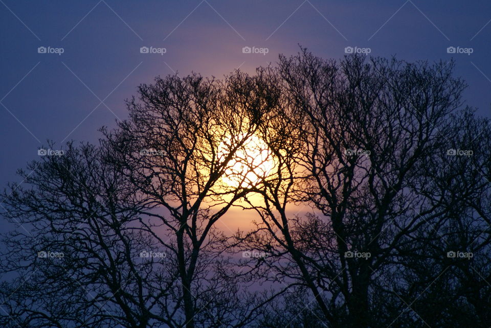 Moonlight, behind trees