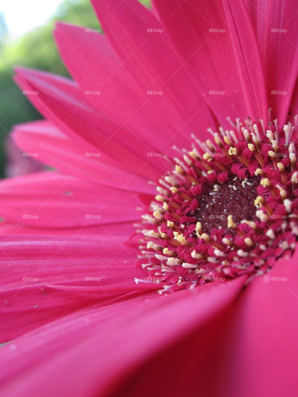 Pink Flower