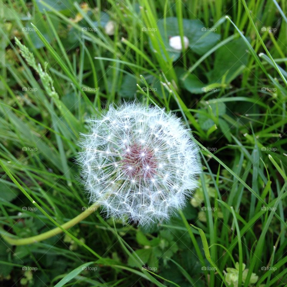 Dandelion 