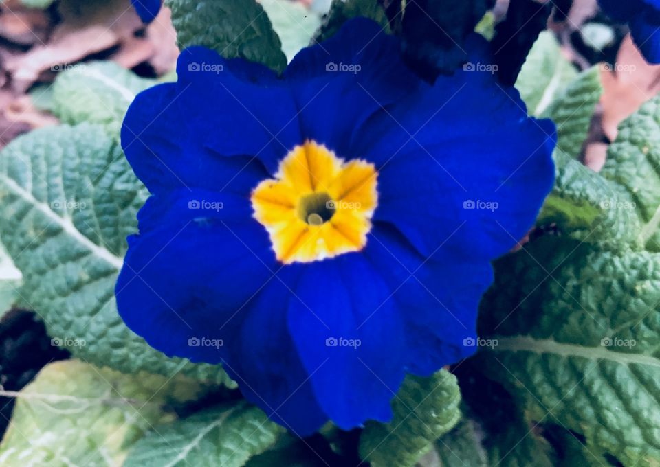 Blue-tiful primrose, vivid blue and yellow, beginnings of spring yay 🍃