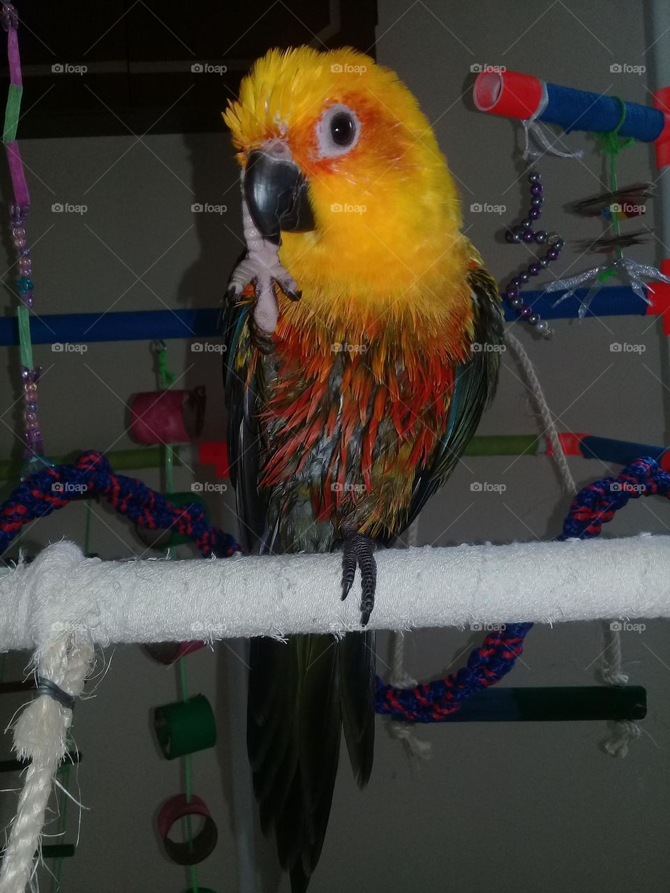 Sun conure bird scratching his head