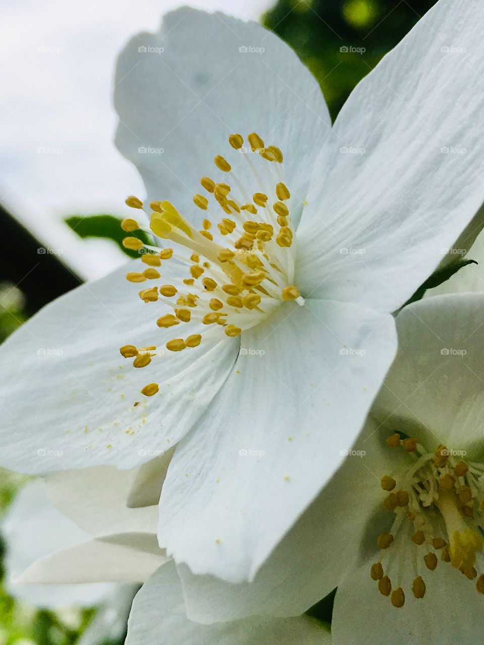 Beautiful flowers 