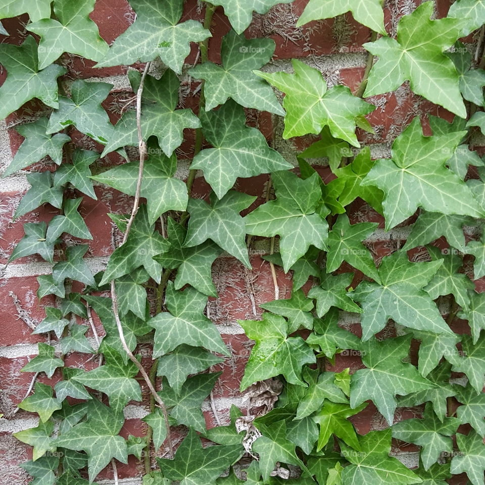 wall ivy,