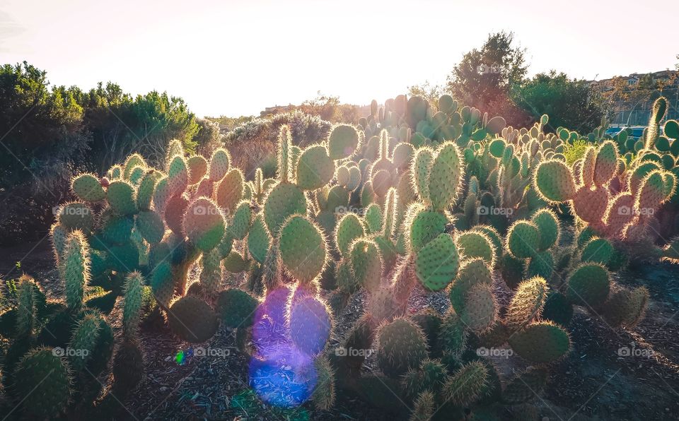Cactuses in California 