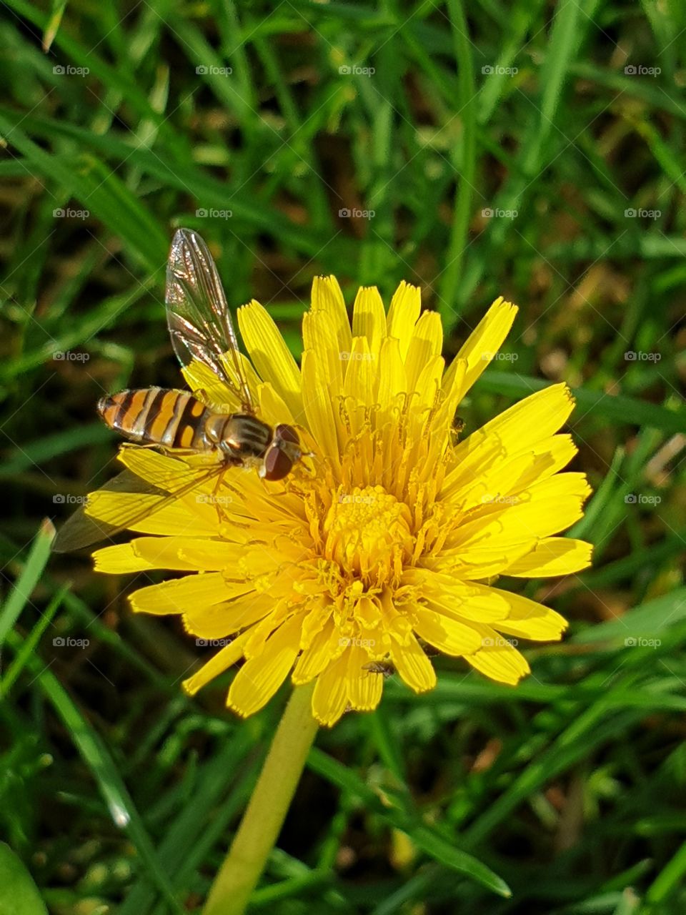 Bee and yellow dandelion