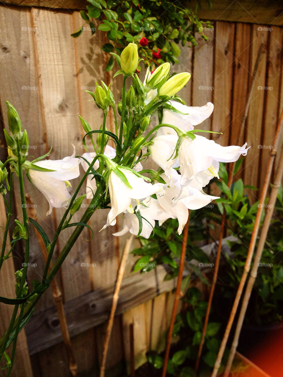 green garden nature flower by tanushri123