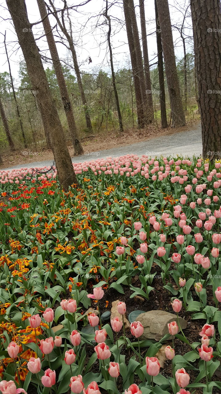 Floral flower color agriculture Park Nature dirt soil leaves petals lilies