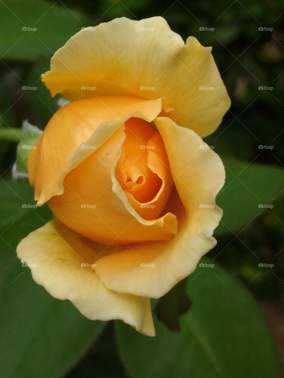 yellow flower un