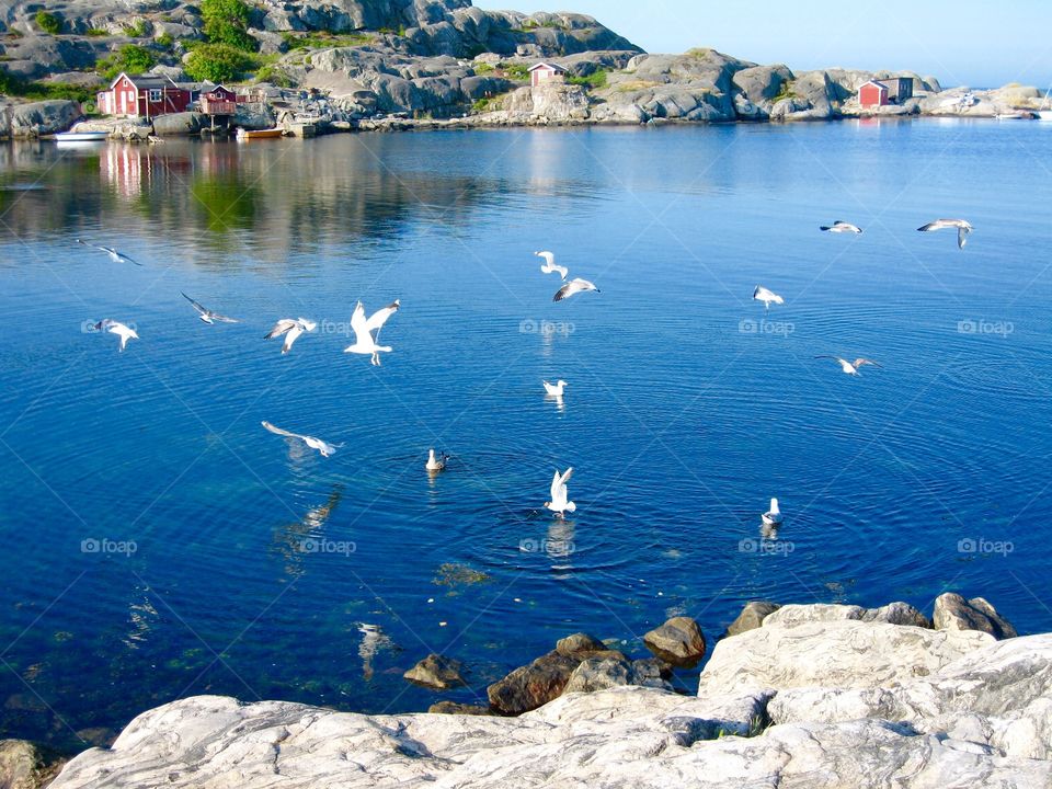 Seagulls flying over sea