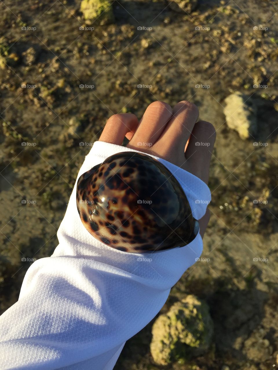 Sea shells 🐚