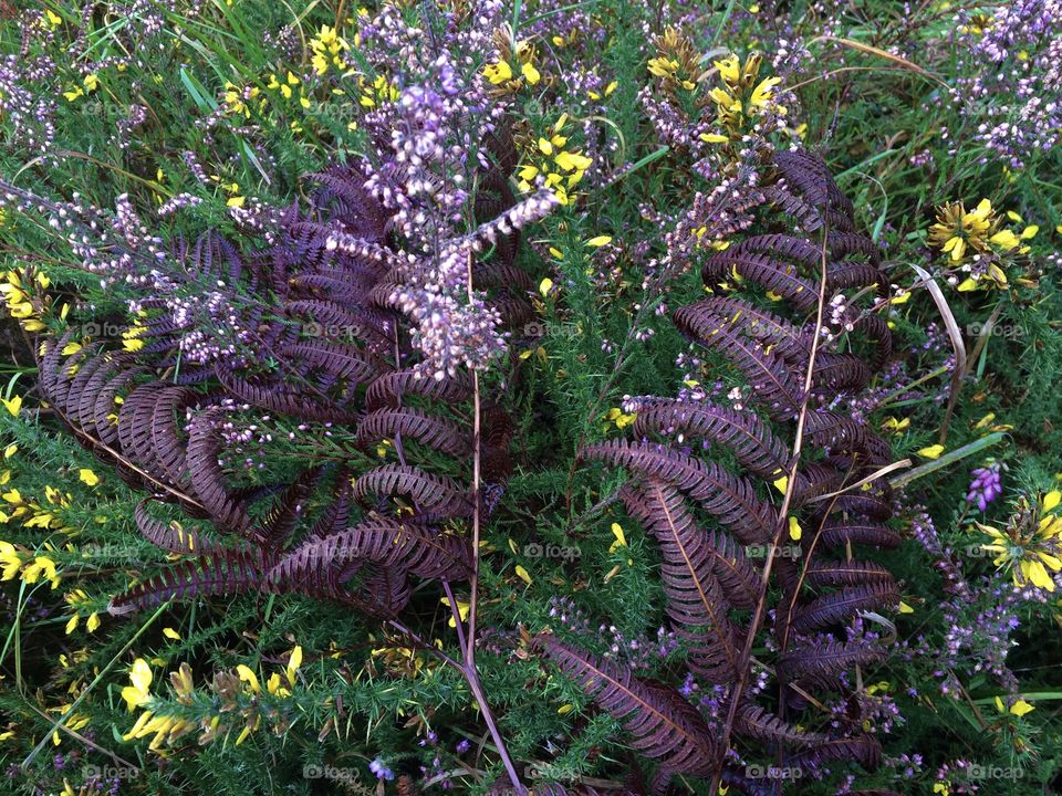 Purple ferns and flowers 