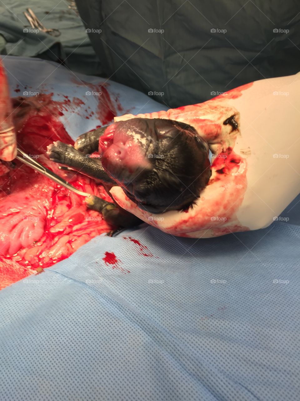 Caesarian section canine