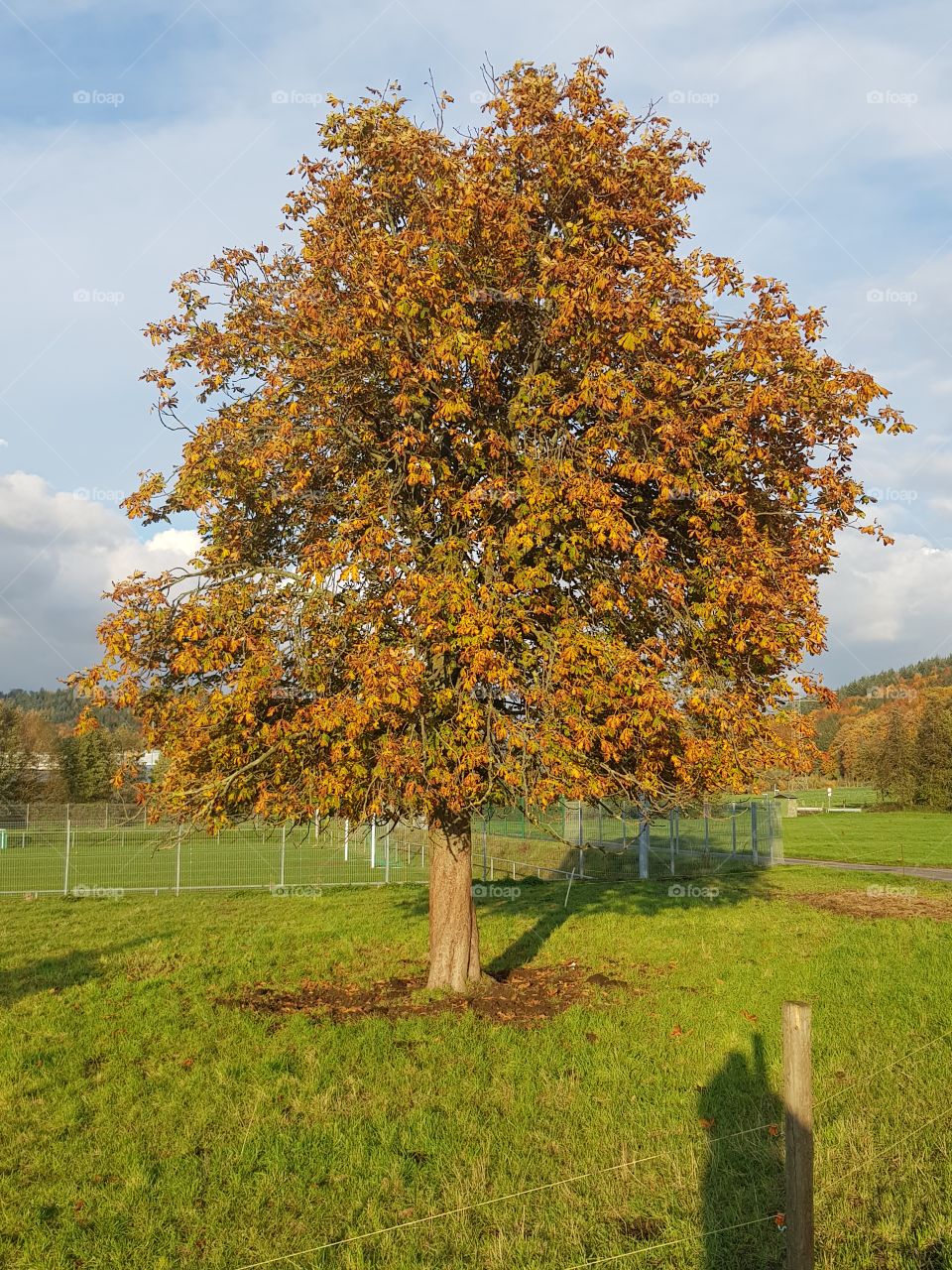Tree with colourful leaves