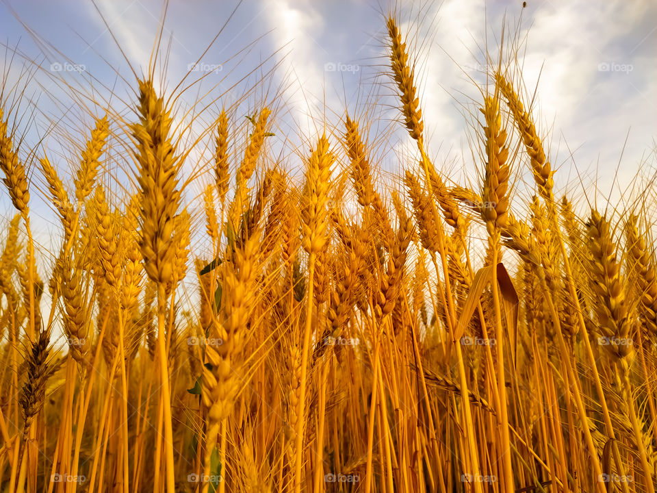 backdrop of ripening ears of yellow wheat field on the sunset cloudy orange sky background. Copy space of the setting sun rays on horizon in rural meadow Close up nature photo Idea of a rich harvest