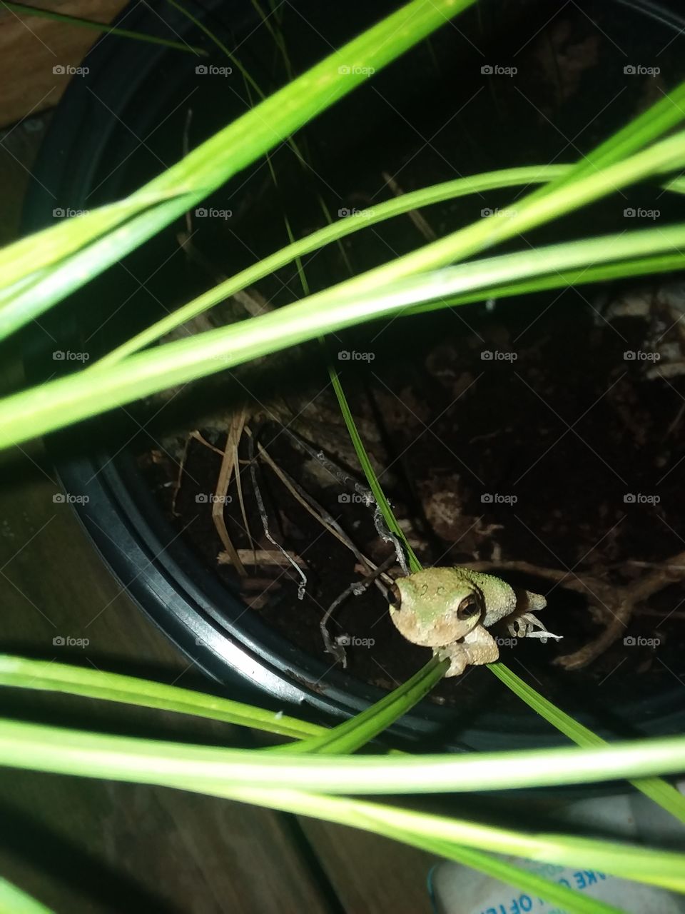 little tree frog on a peice of grass