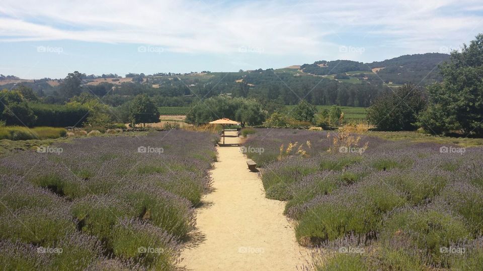 Lavender Field
Sonoma, California 
