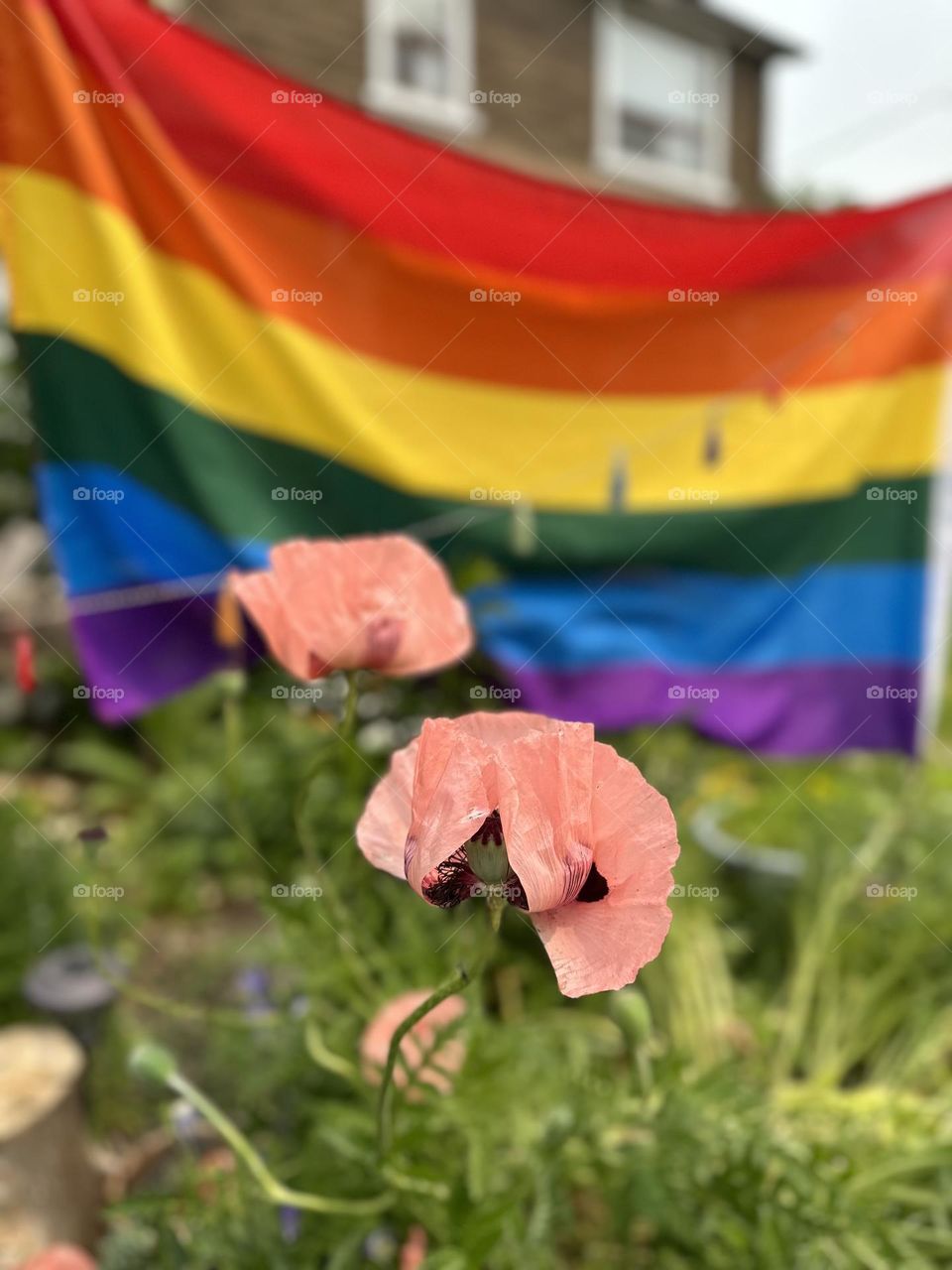 Pride rainbow lgbt gay flag being waving in the breeze against a sky. Blooming poppies in garden 