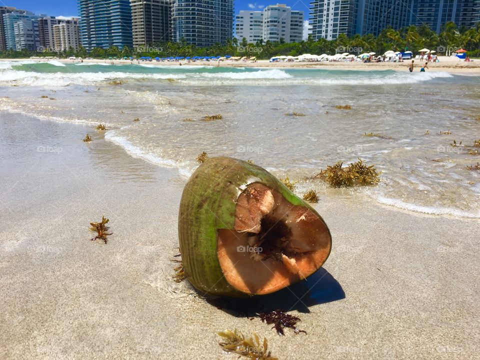 Green coconut in beach