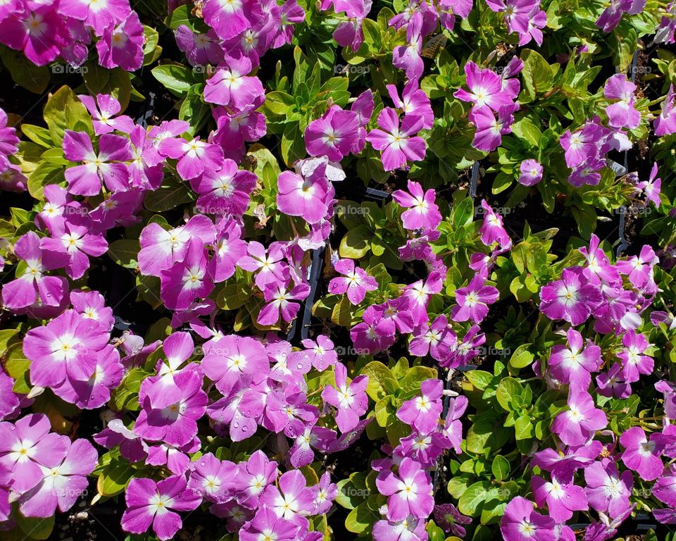 Pink Flowers in Bloom