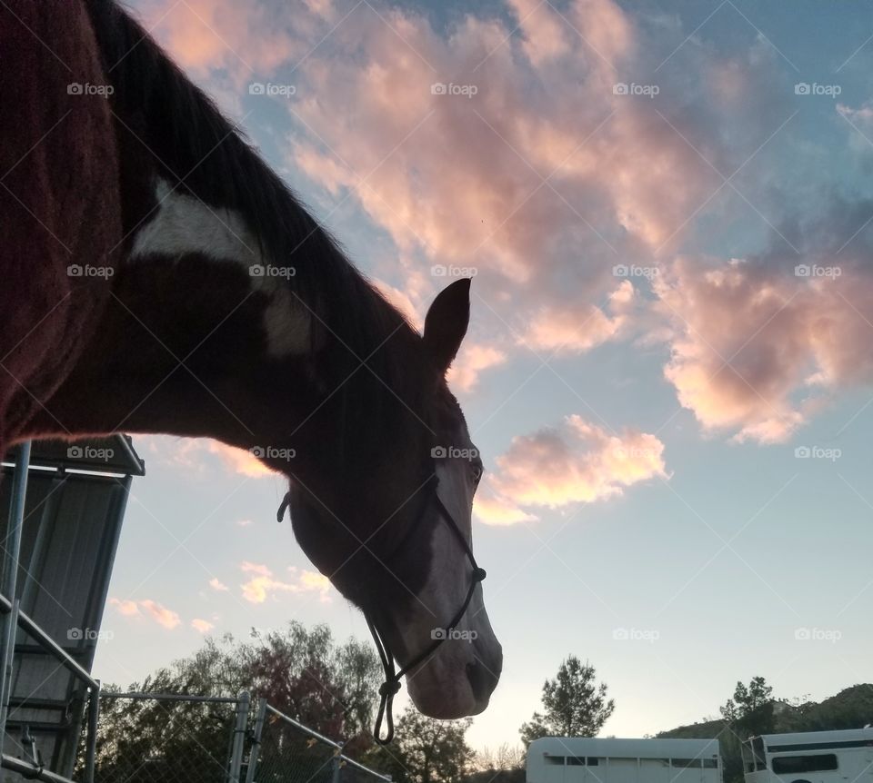 Looking up at a horse during sunset. Pink clouds hang in the sky above us.