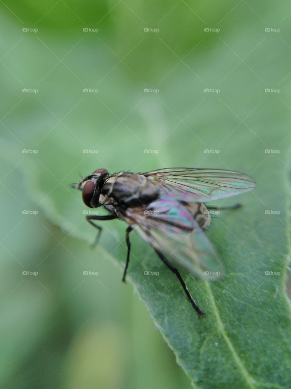 Close-up of housefly on green leaf