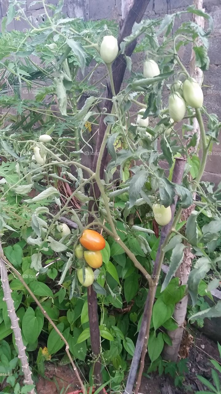 tomato tree! garden!!