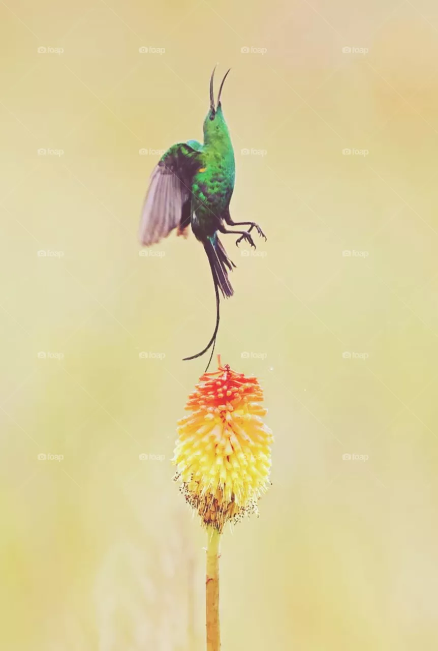 bird