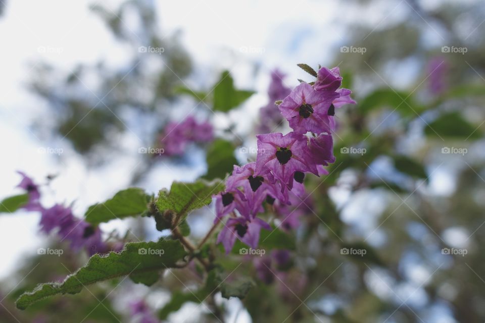 Purple wildflower in Western Australia.