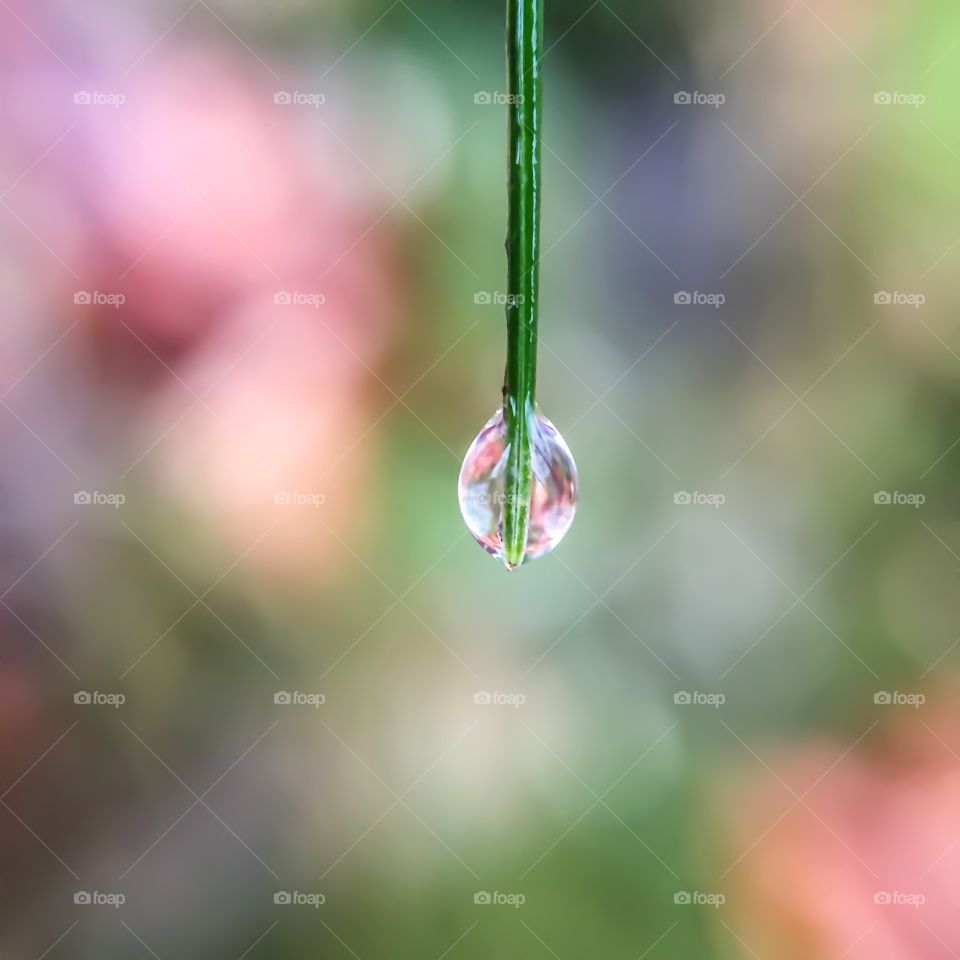 Nature, Garden, Rain, Drop, Leaf