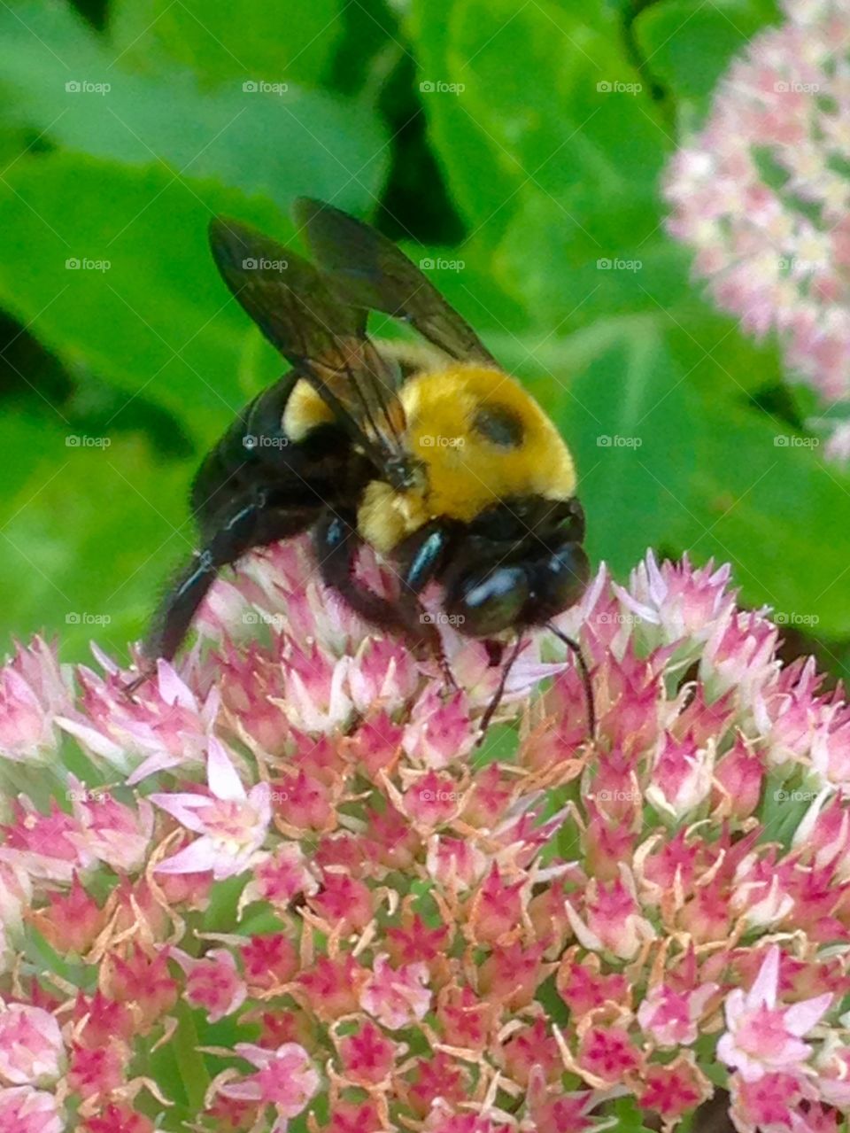 Bumblebee on the prowl