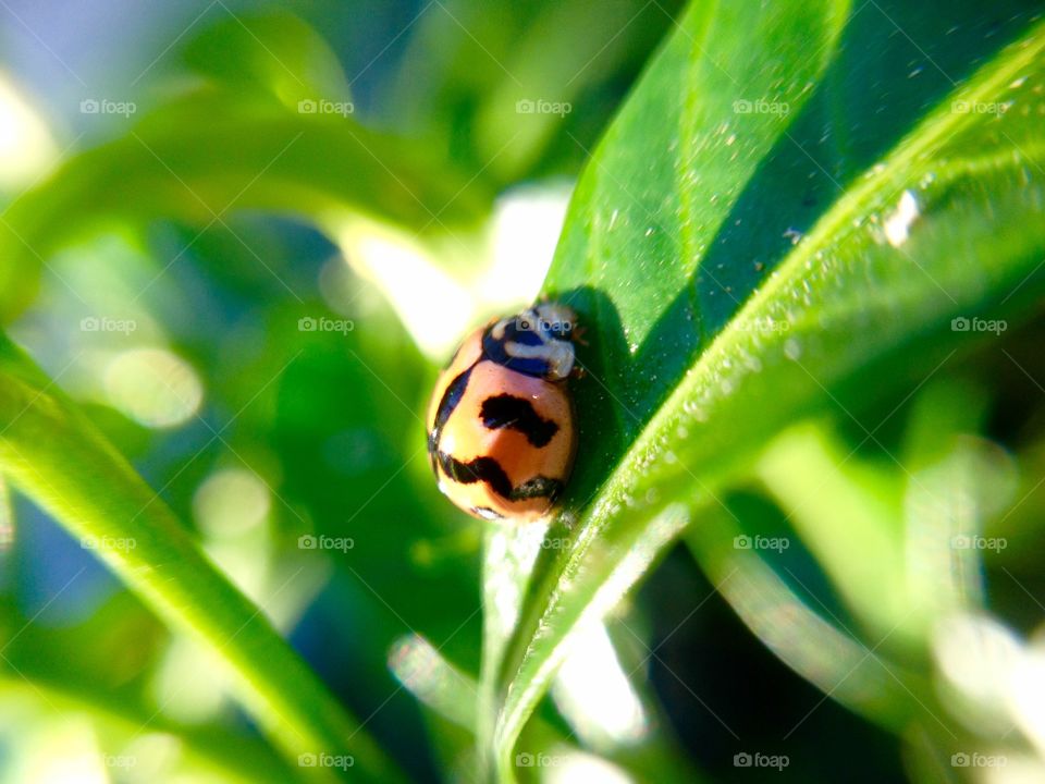 ladybug 