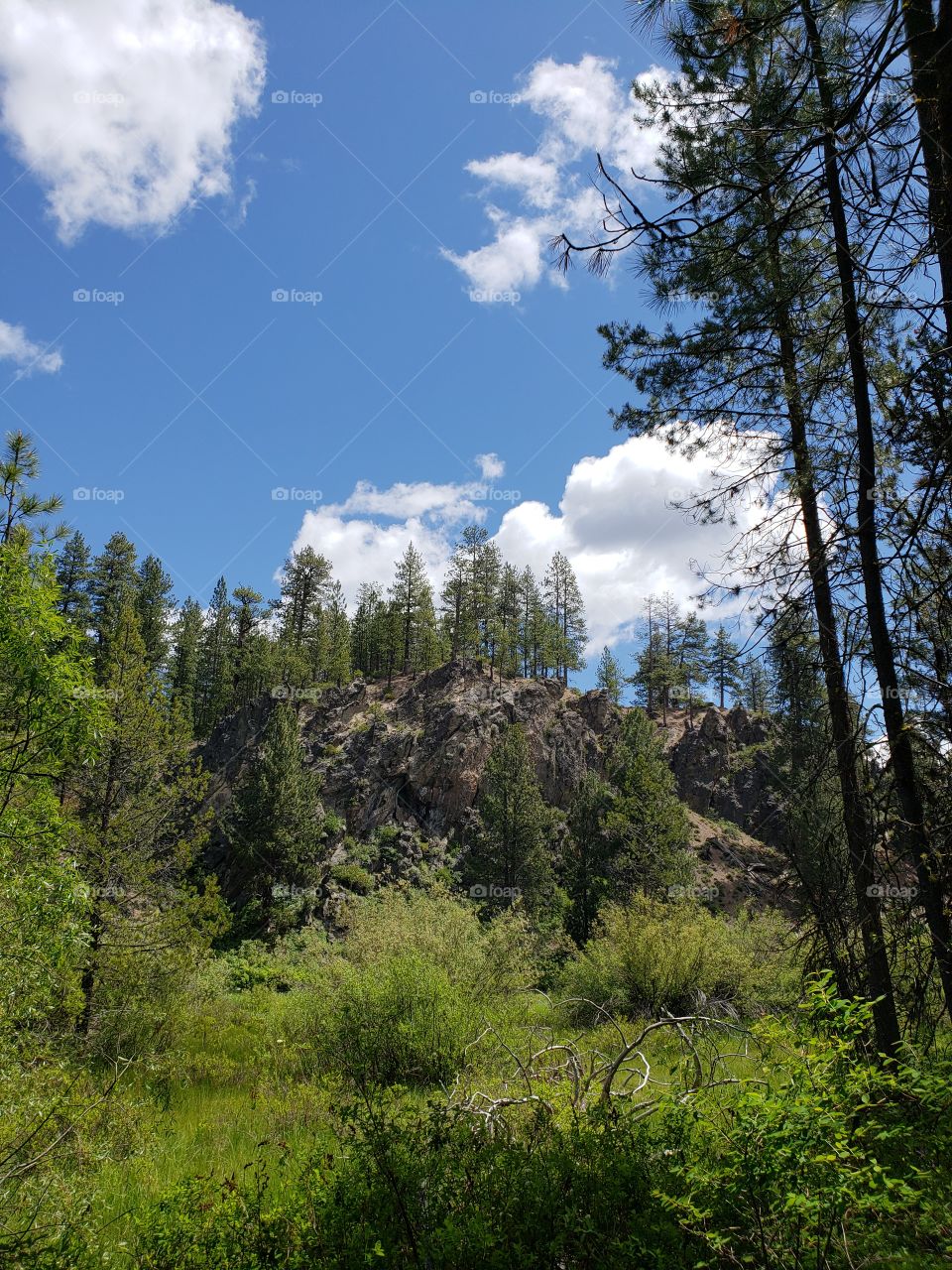 A rough rocky hill covered in towering pine trees in Central Oregon with a blue sky and fluffy white clouds above on a sunny summer day.