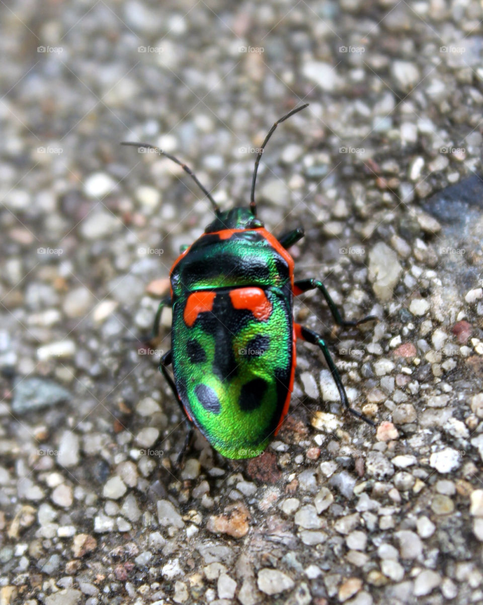 green garden red insect by cataana
