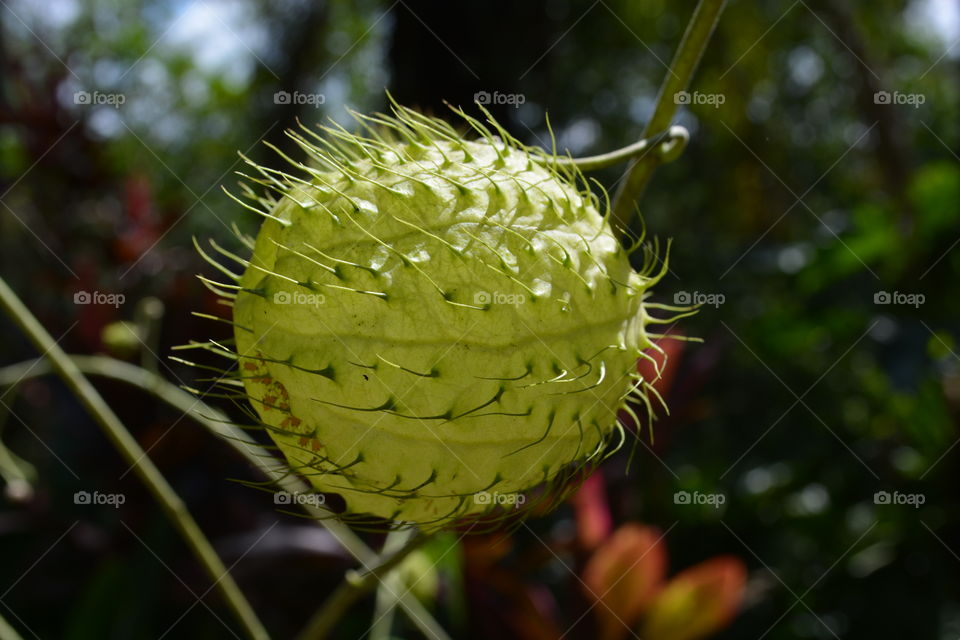 Strange plant full of air