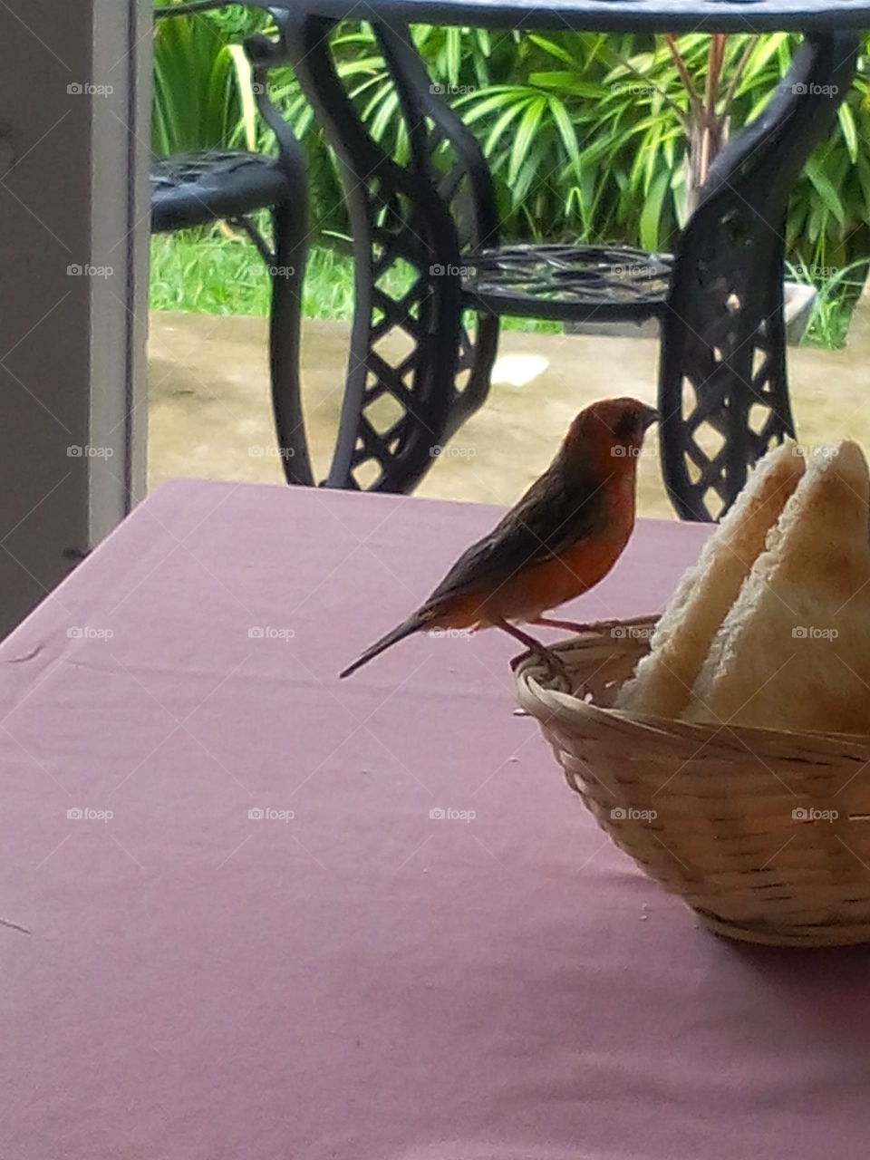 Fauna in Seychelles - Red cardinal bird in Mahé