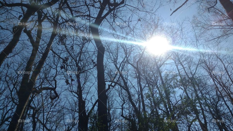 Tree, Wood, Nature, Weather, Landscape