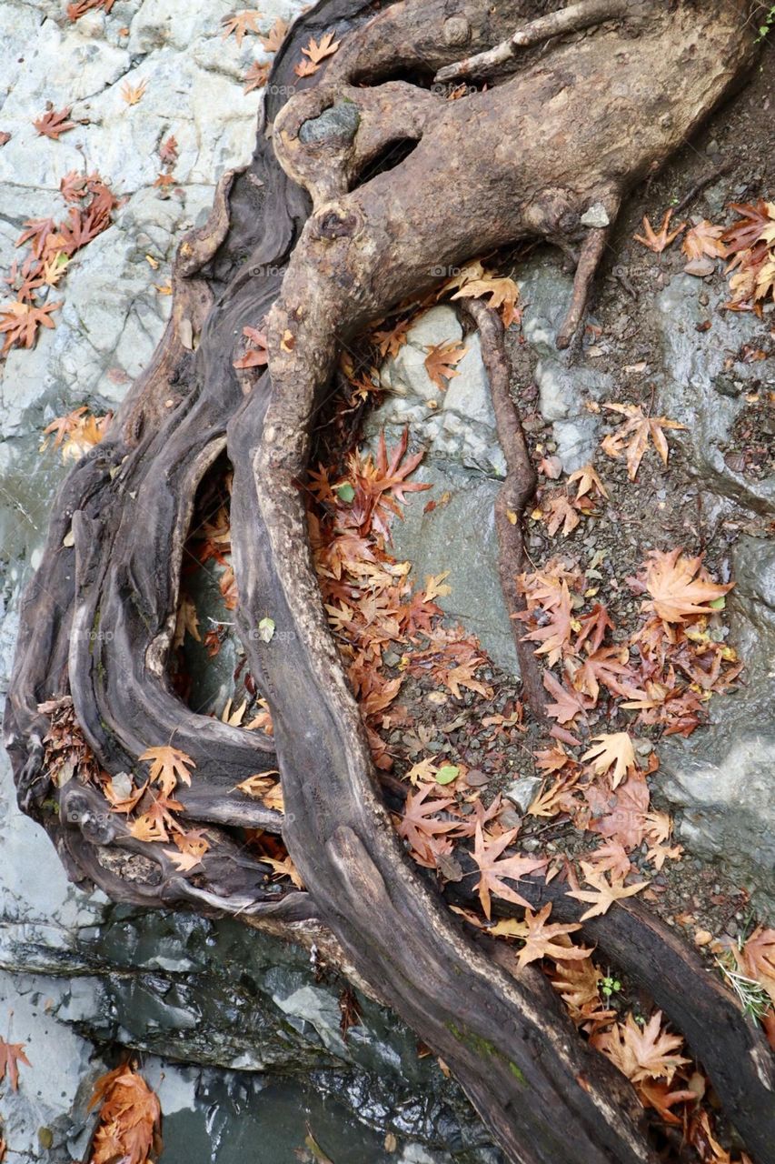 Fall leaves on the rock and roots of a tree