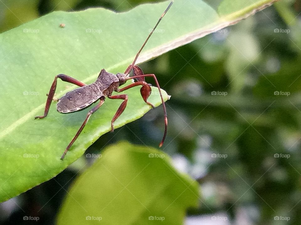 leaf footed bug From Aceh forest