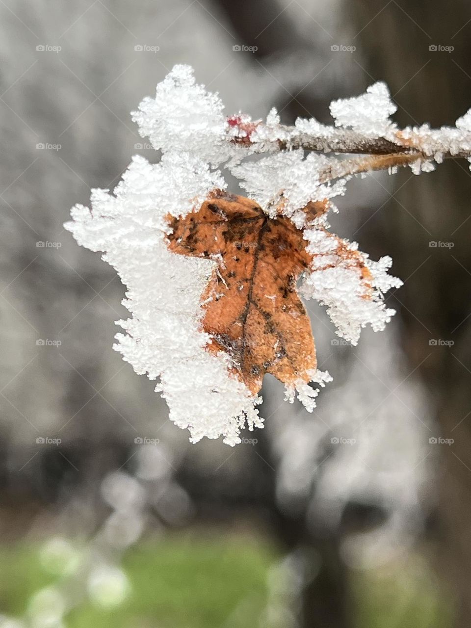 Frost on leaf
