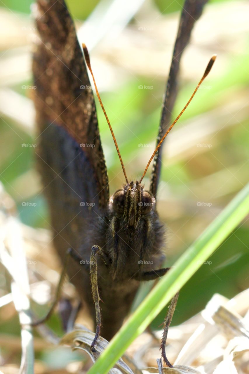 Butterfly Close-Up