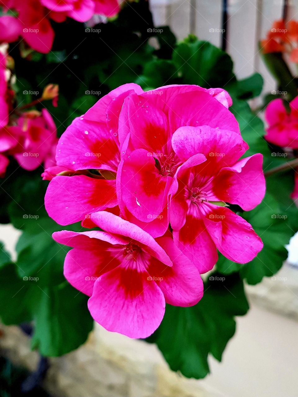 pink flower