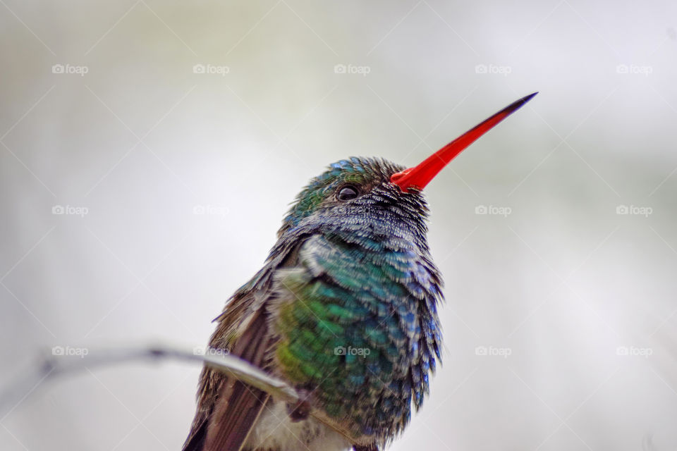 Hummingbird