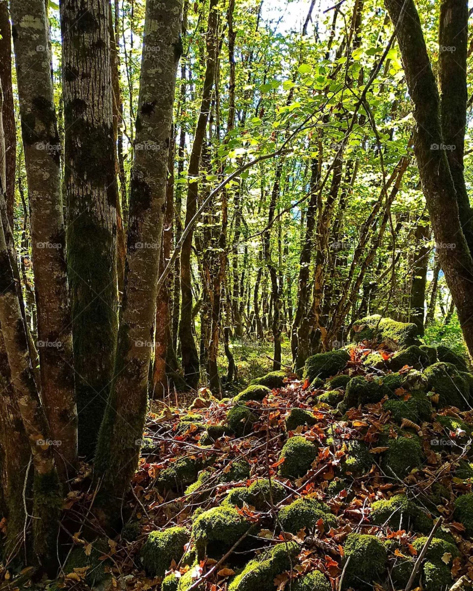Forest