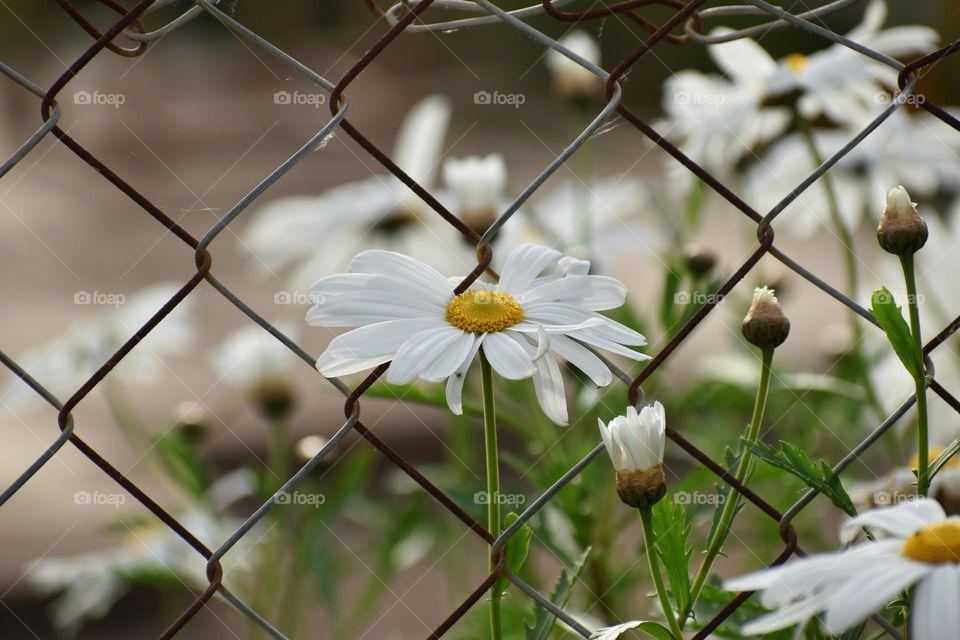 Close up  daisys flowers