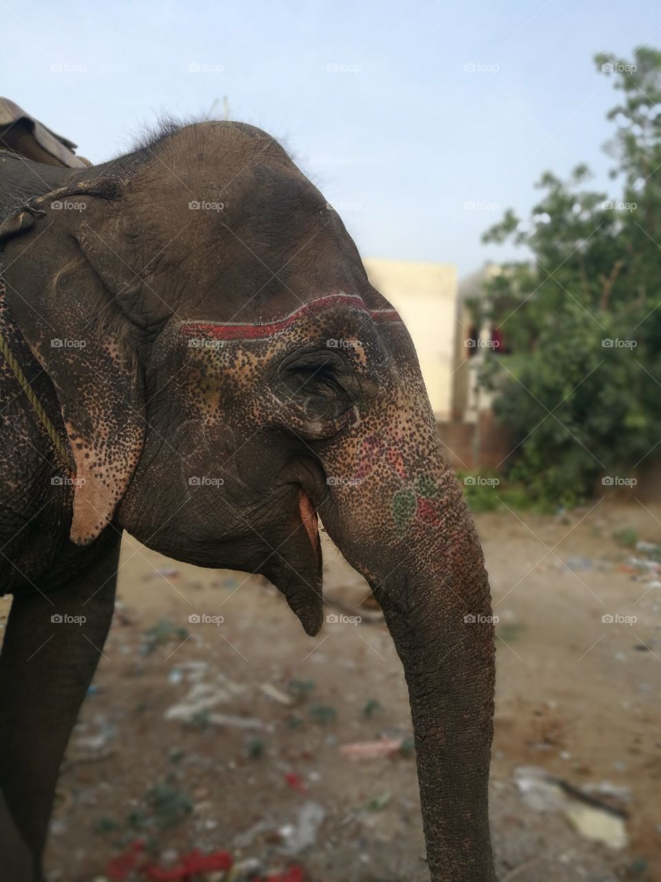 beautiful asian elephant in the zoo