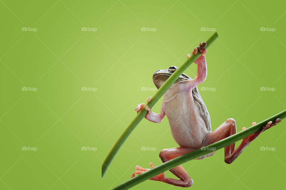 Samurai frog